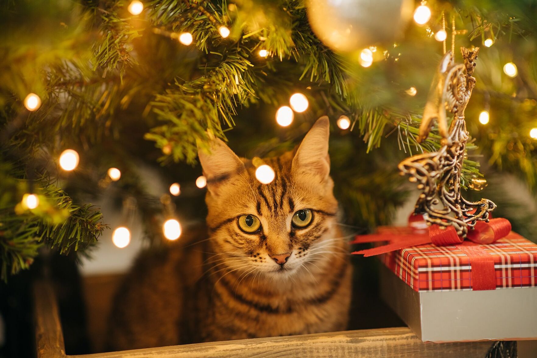 Plan to keep your pets safe this holiday season